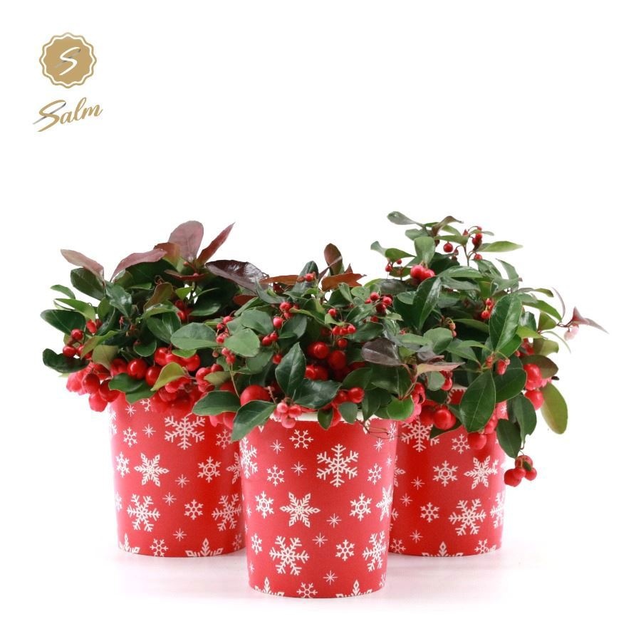 Gaultheria pr. 'Big Berry'® in Cup X-mas Deco