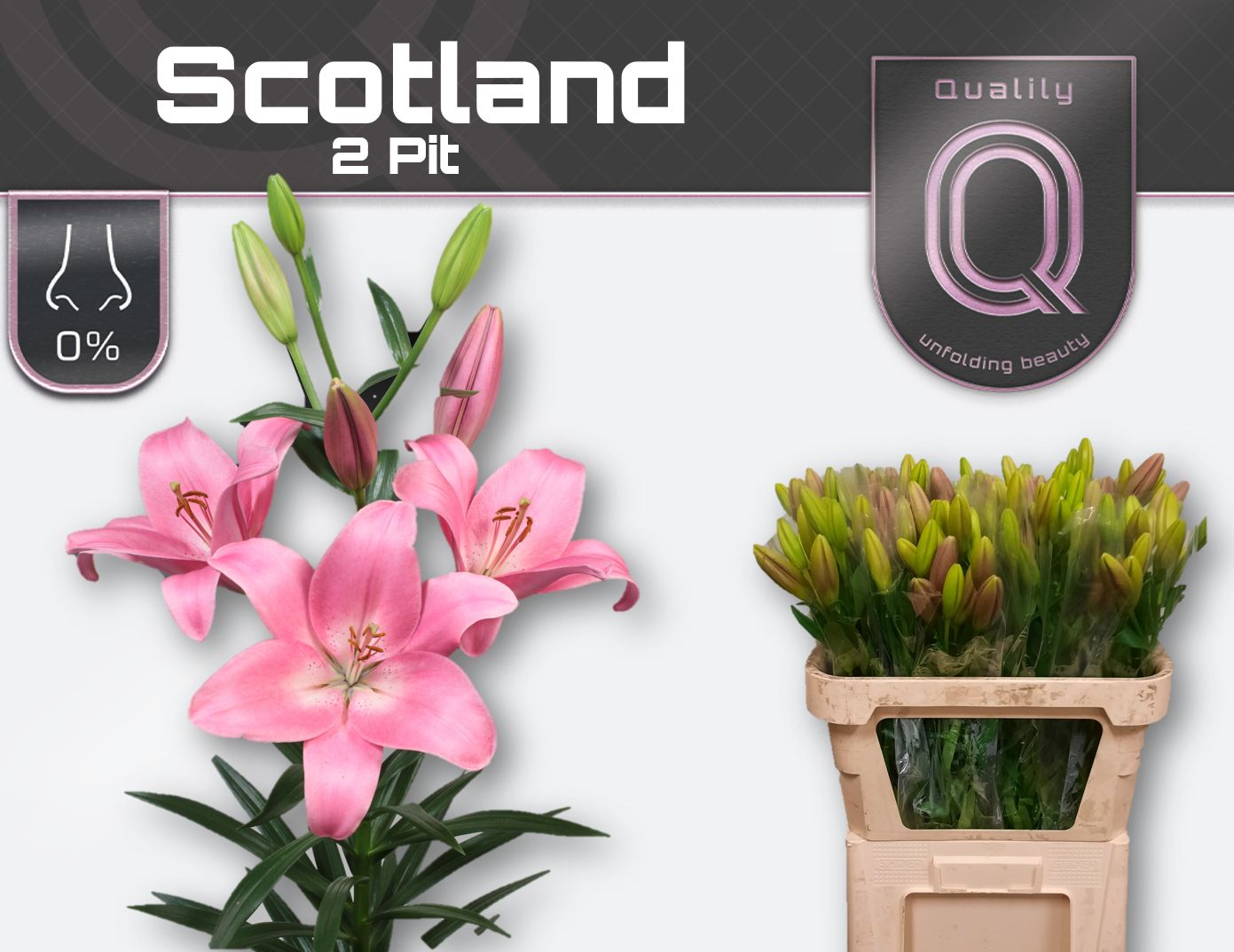 Li La Scotland