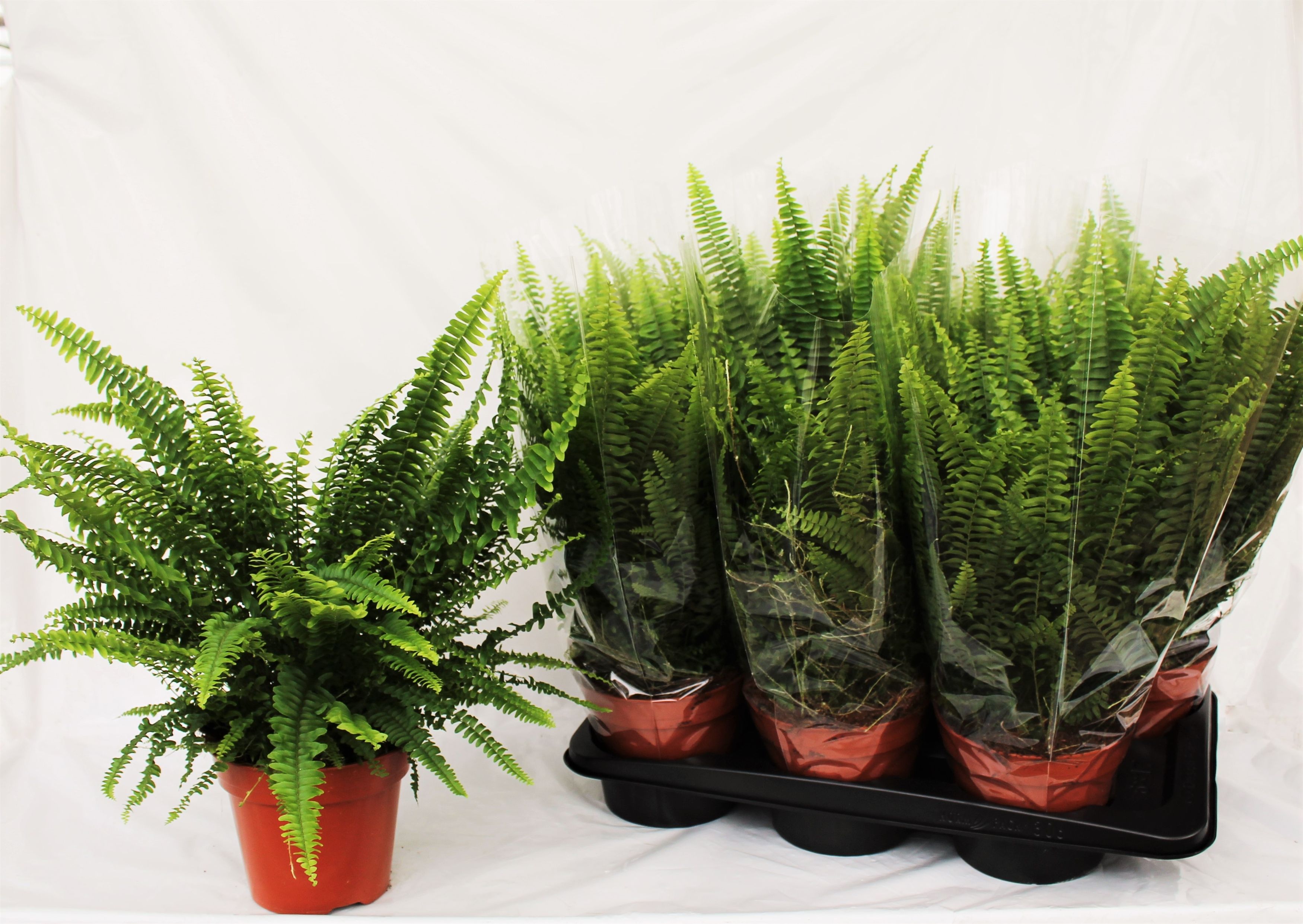 Nephr Ex Green Lady 17Ø 45cm