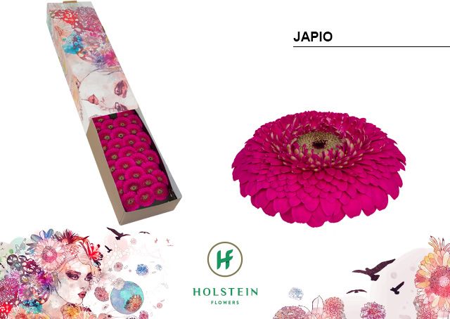 Ge Bv Pom Japio
