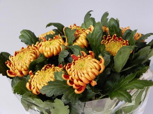 Chrys Single Fuego 70cm 90gram