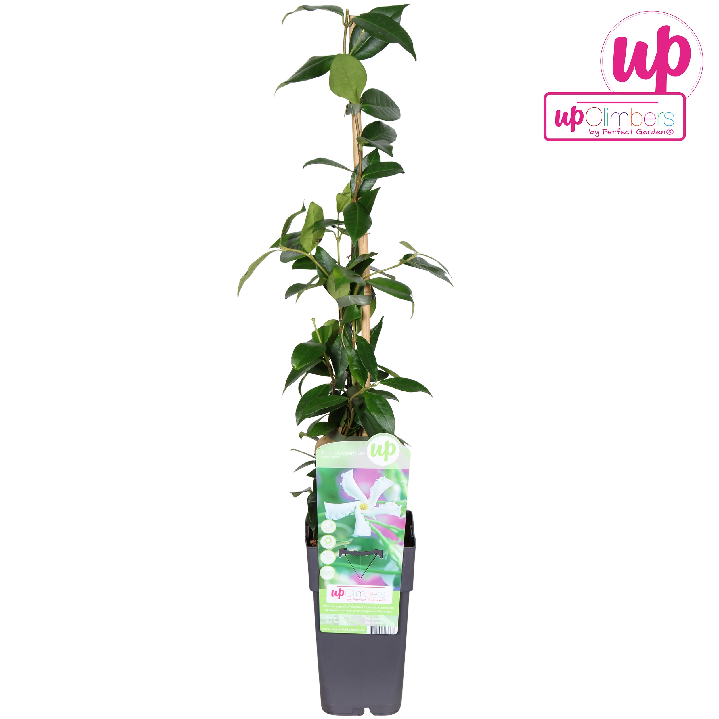 Picture of Trachelospermum Jasminoides P15