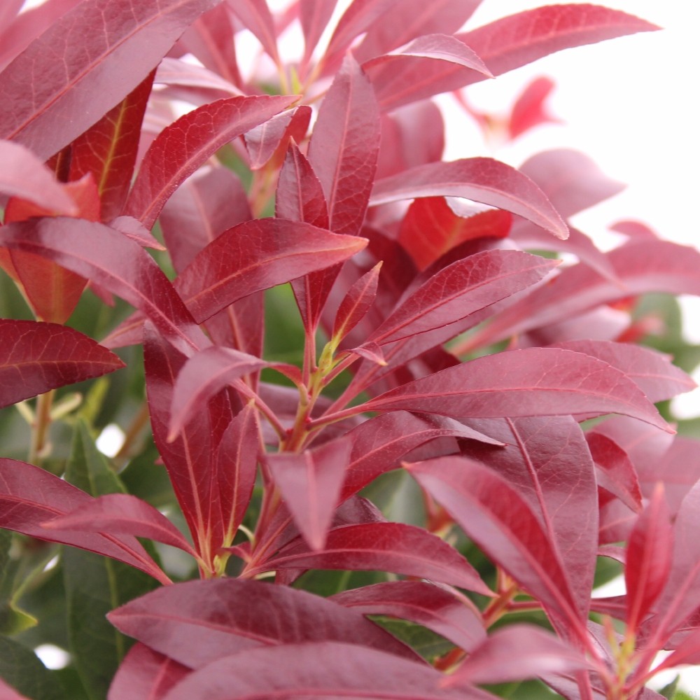 Picture of Pieris jap. 'Katsura'