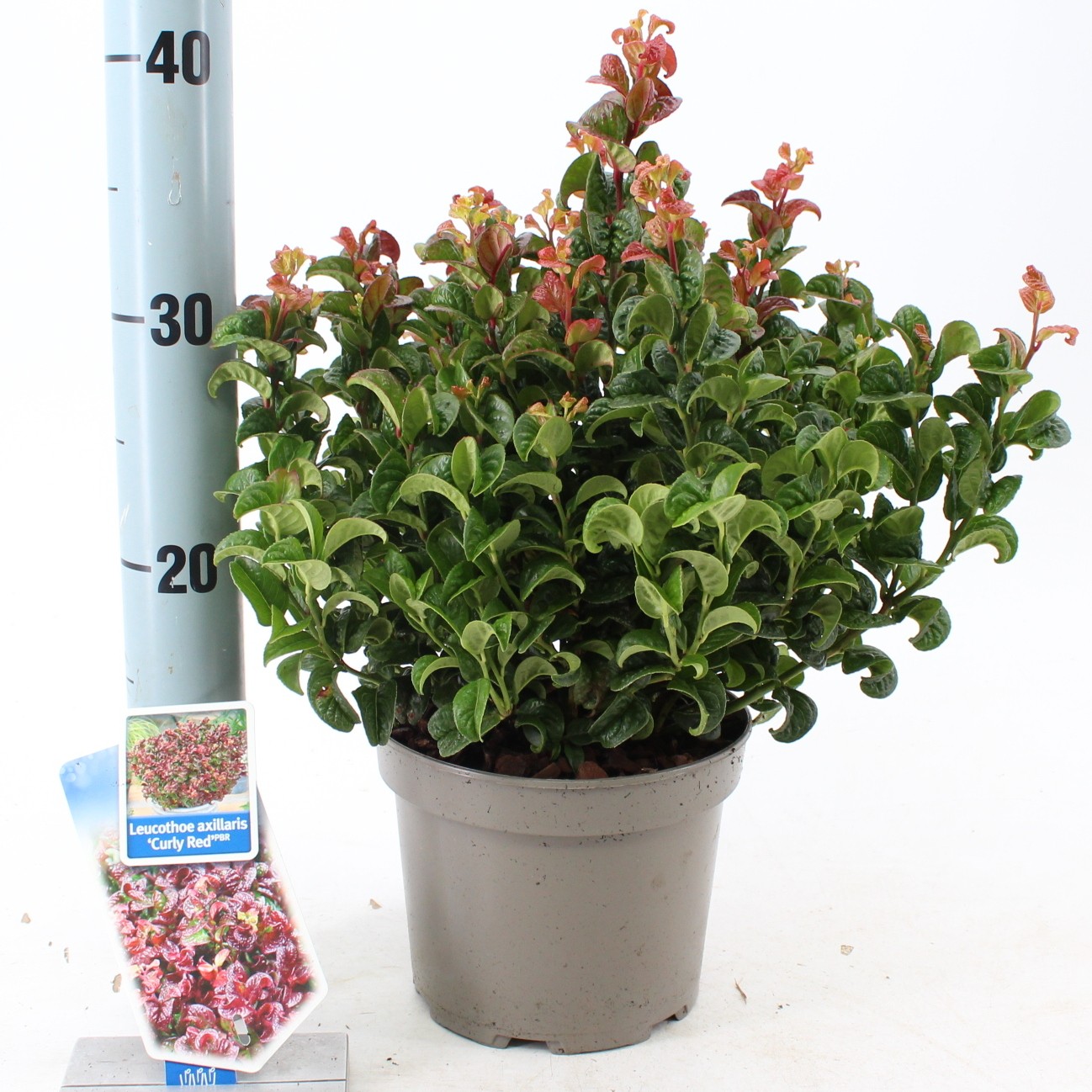 Picture of Leucothoe axillaris ‘Curly Red’ PBR