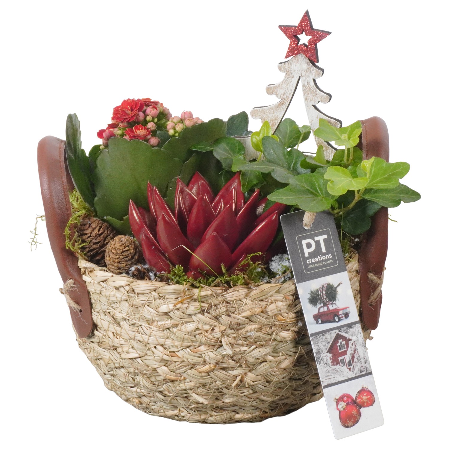 Picture of PTKB9335 Arrangement X-Mas in grass basket P15 20CM