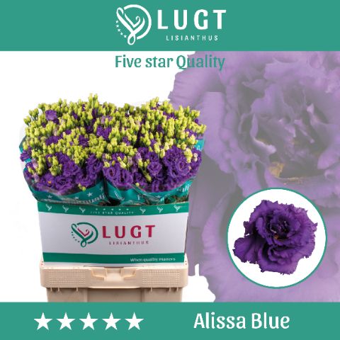 Eus G Alissa Blue