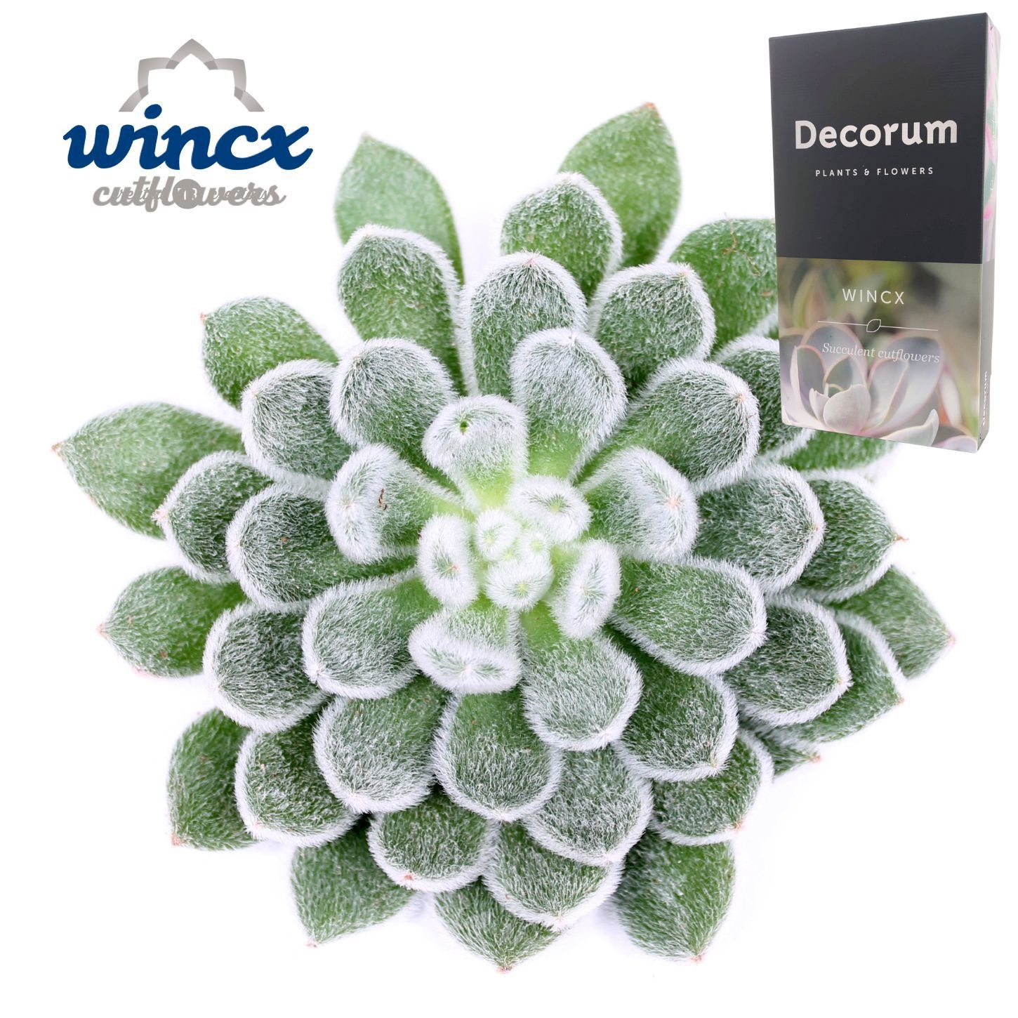 Echeveria Green Velvet Cutflower