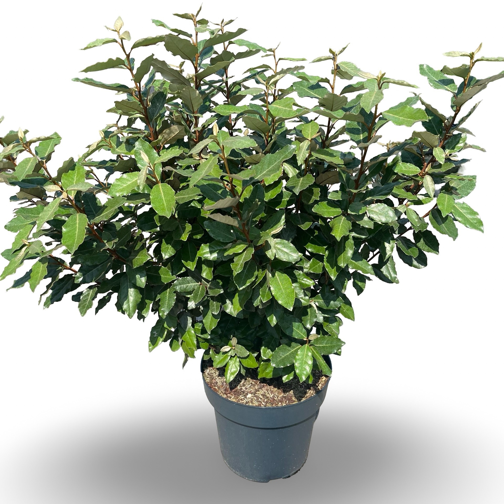 Picture of Elaeagnus ebbingei 'Compacta'