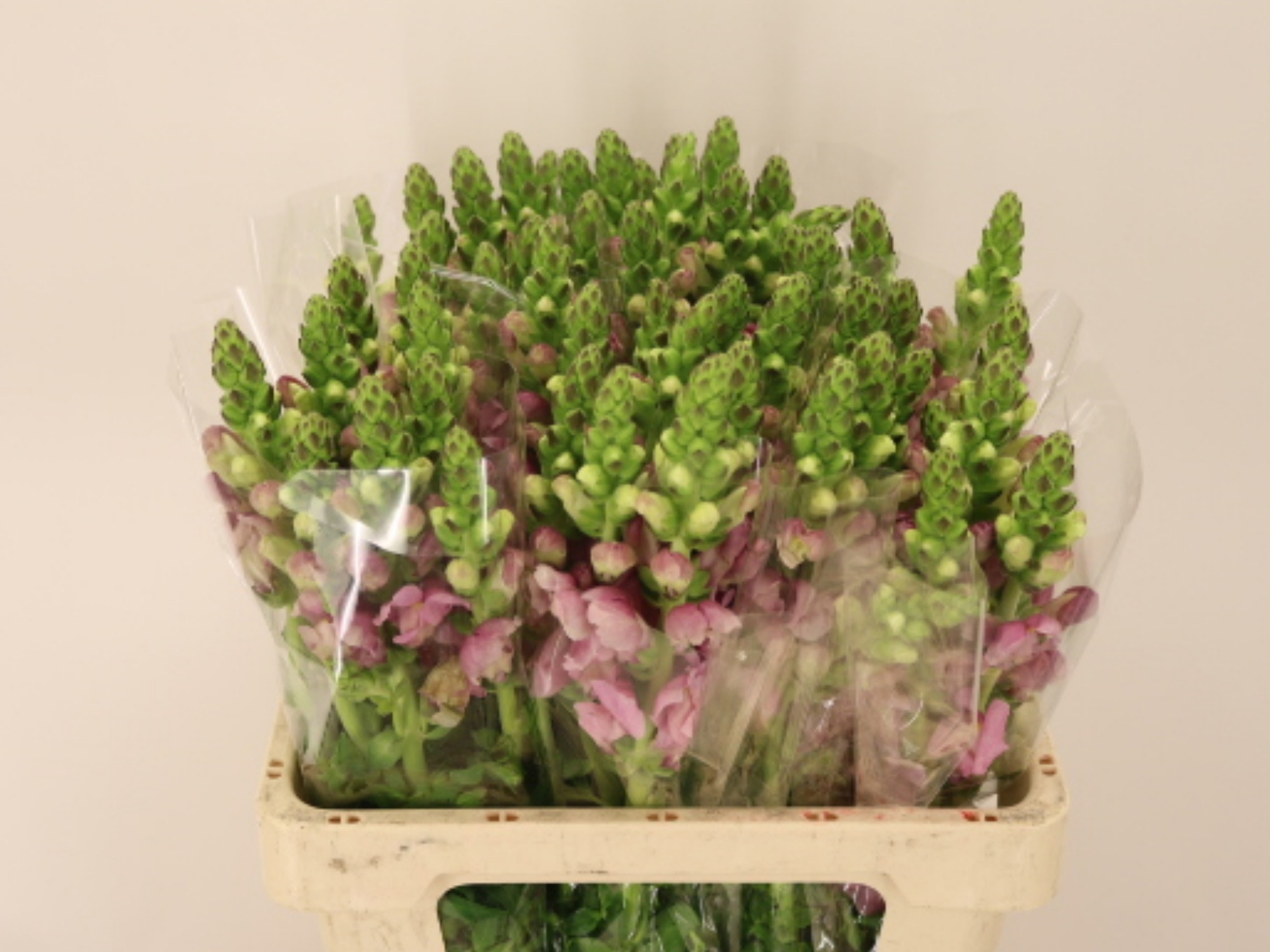 Antirrhinum Poto Lavender 60cm