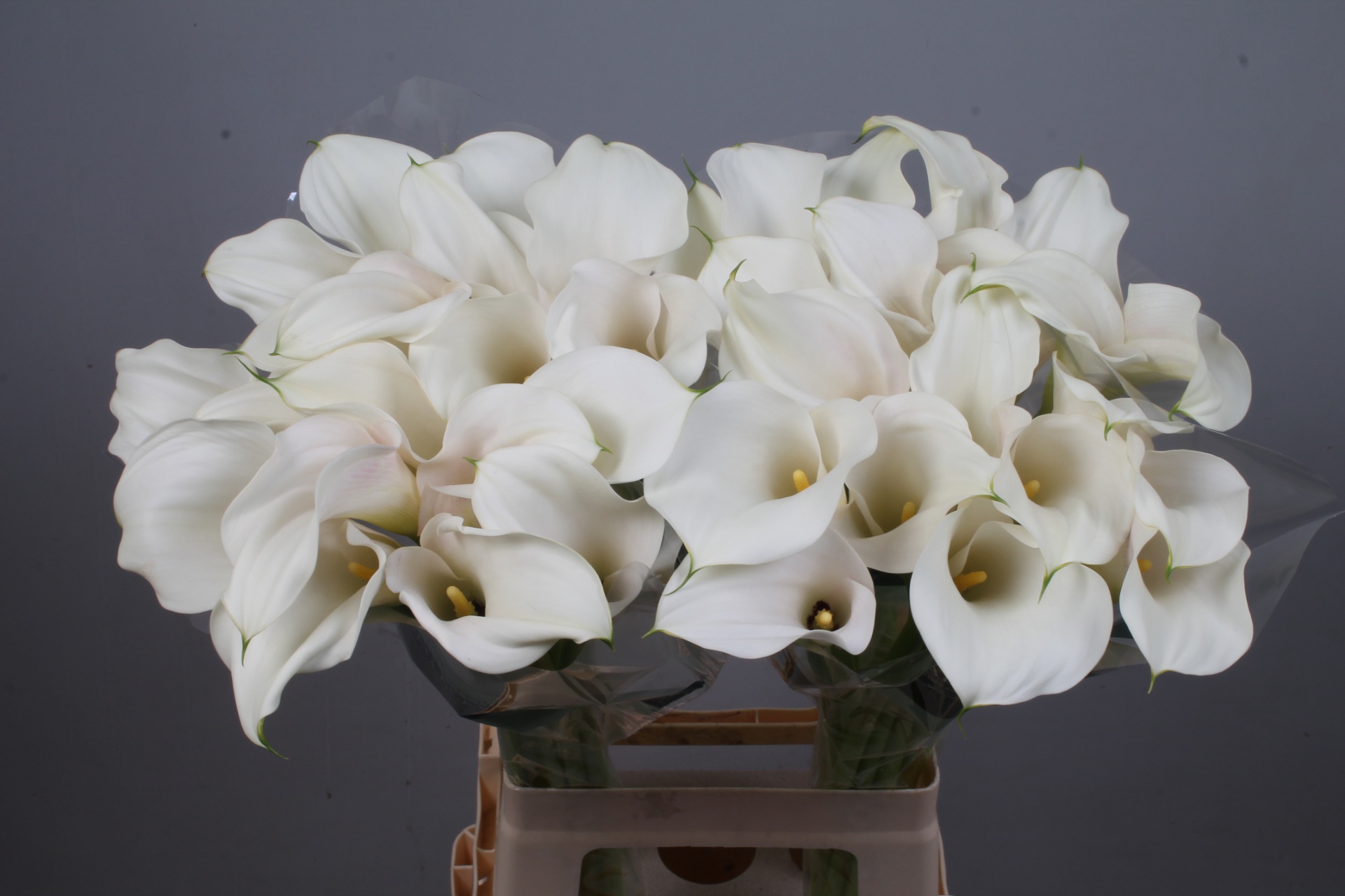 Calla Capt Ventura 70cm