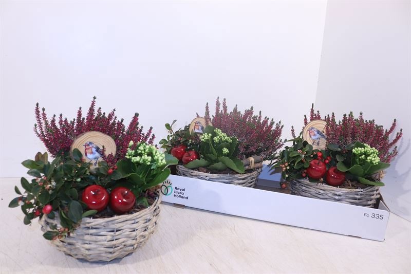 Arr Tuinplanten 22P 30cm