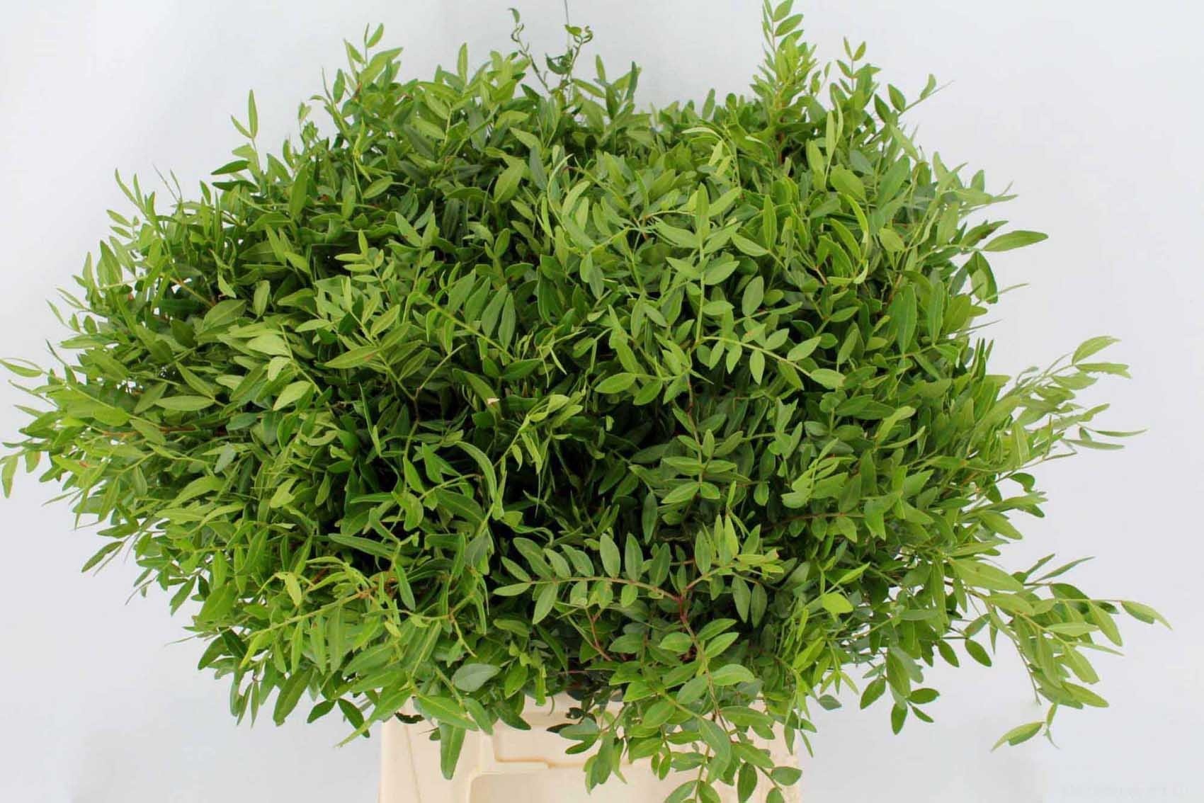 Pistacia Leaves Per Bunch 40cm