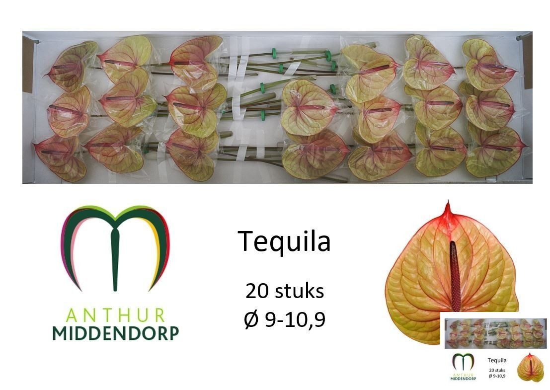 Anthurium Tequila 9Ø
