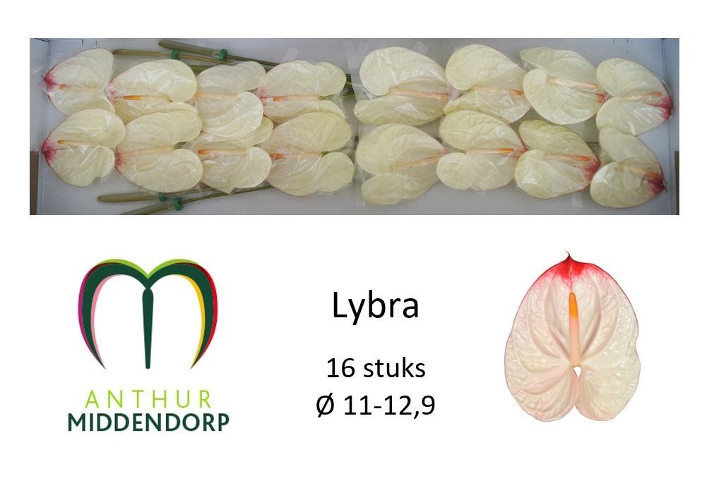 Anth A Lybra