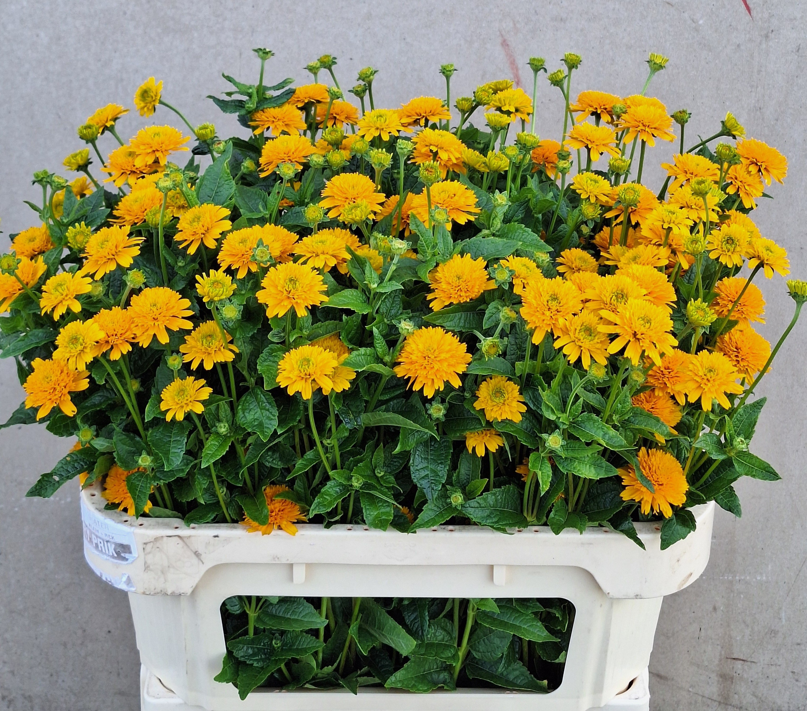 Heliopsis Hel Asahi 70cm