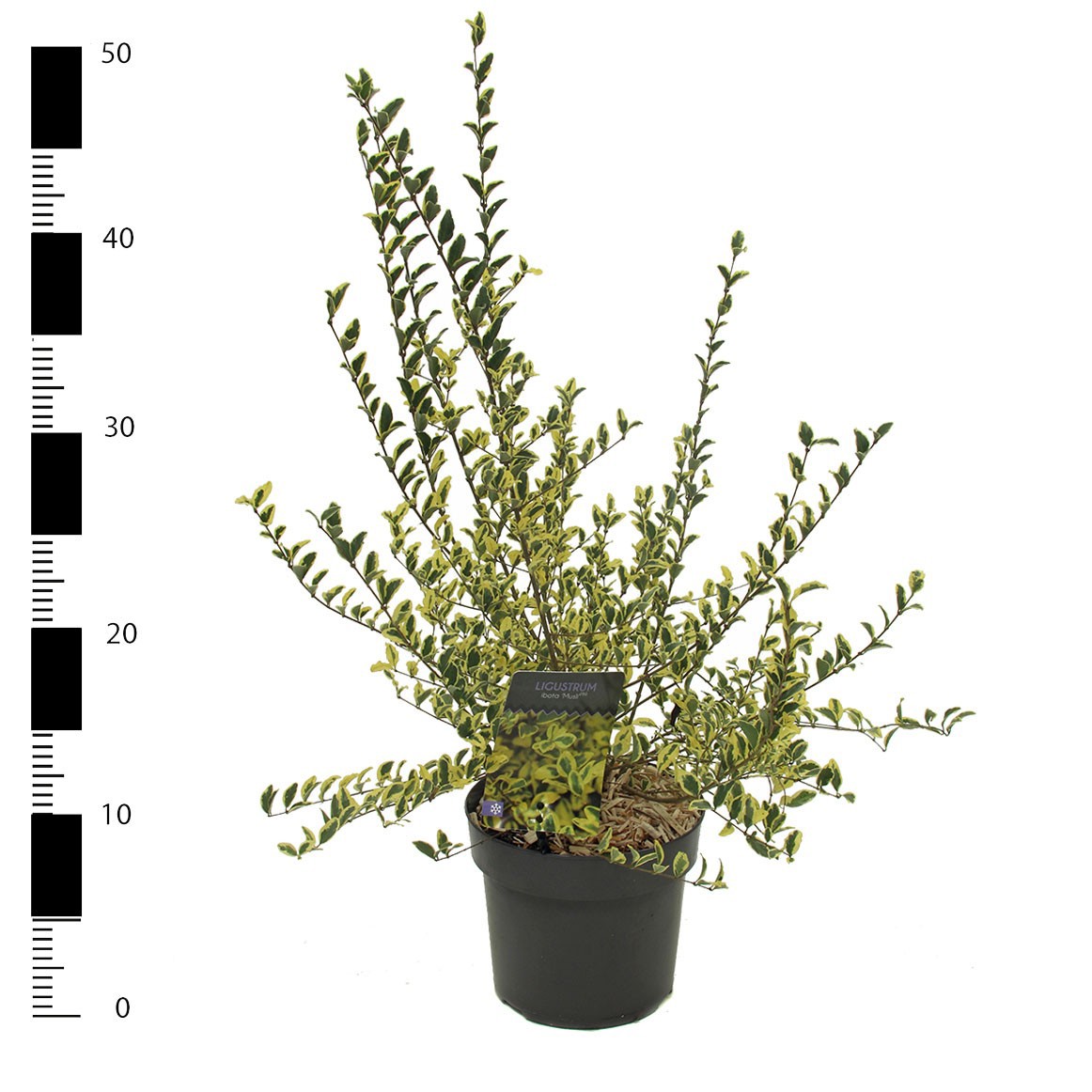 Picture of Ligustrum ibota 'Musli'