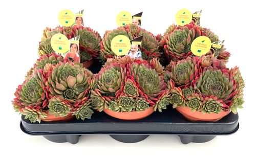 Sempervivum santis p13 Belgic.