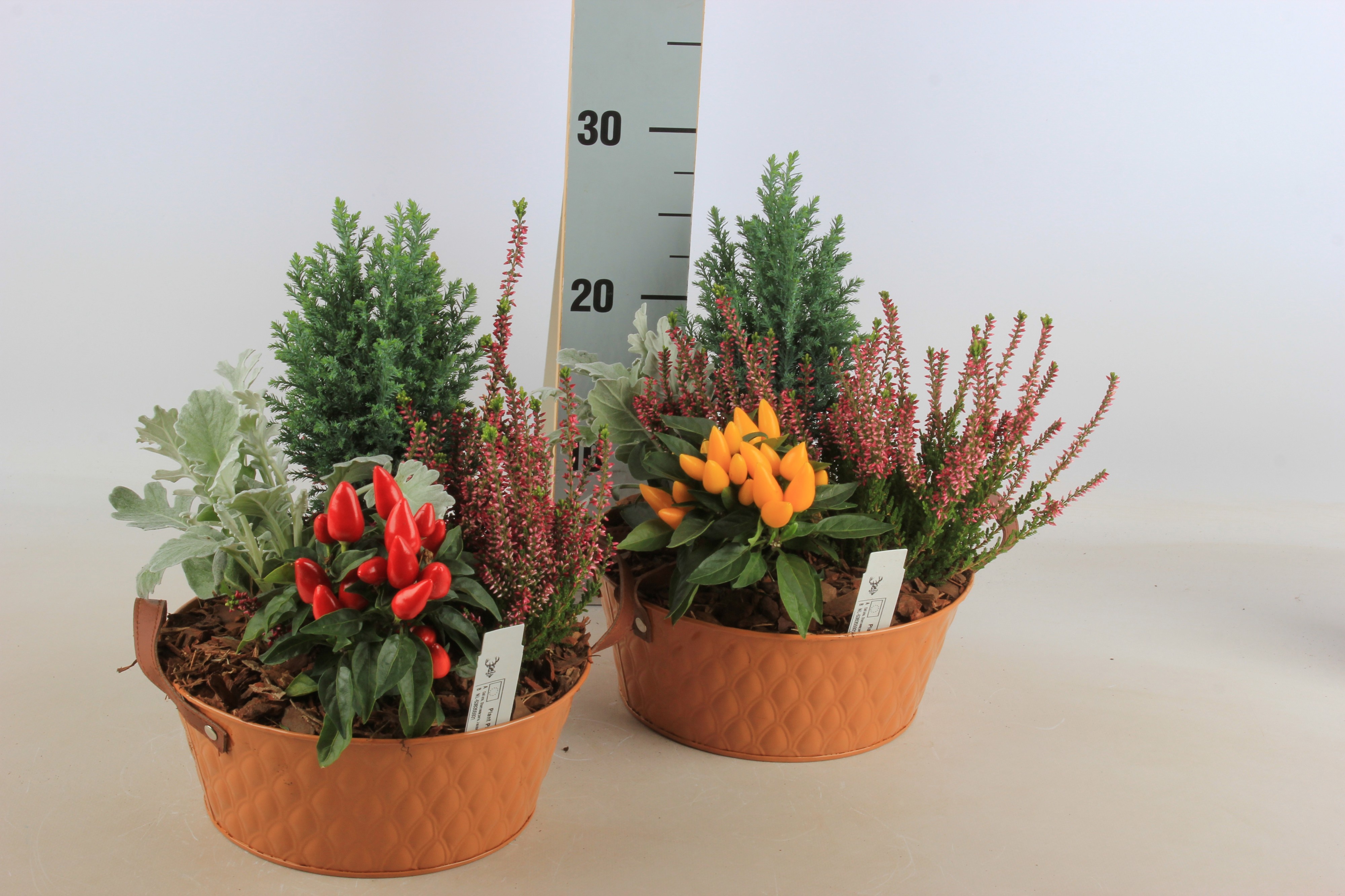 Arr Tuinplanten 23P 20cm 12bloei