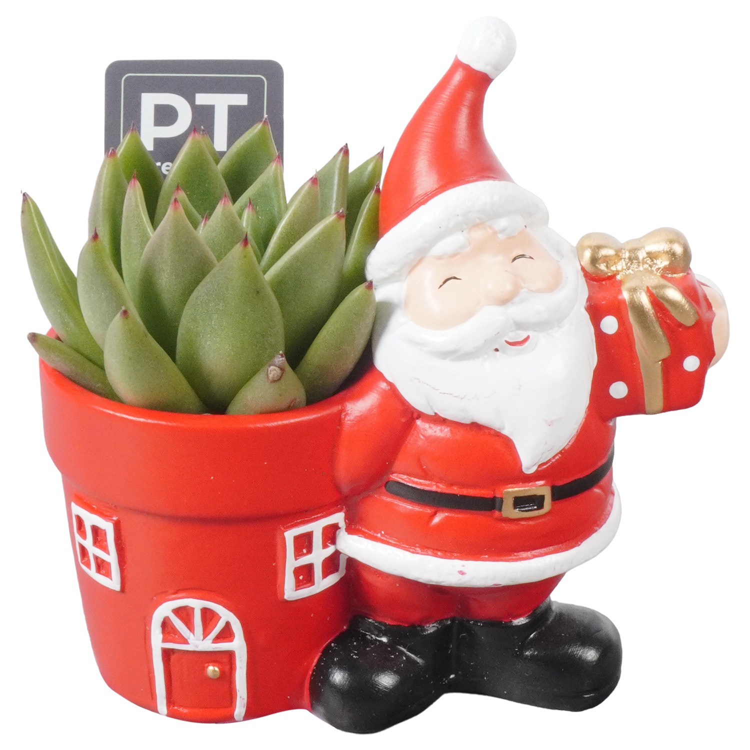 Picture of PTKB9376 Arrangement X-Mas in ceramic pot P13 13CM