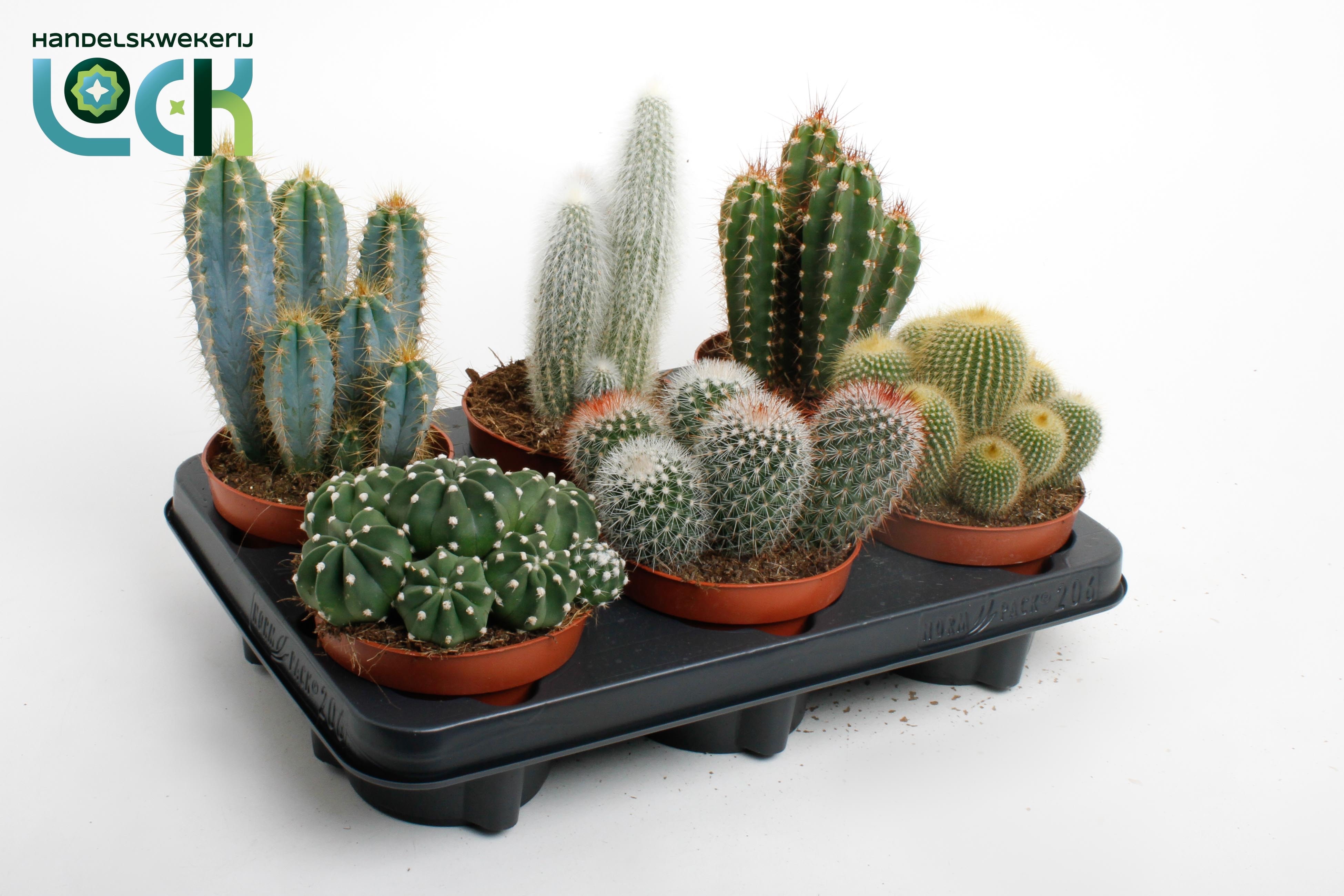 Cactus Gem 3 Srt 12Ø 15cm