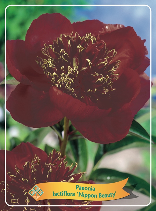 Picture of Paeonia Lactiflora Mix CC P11