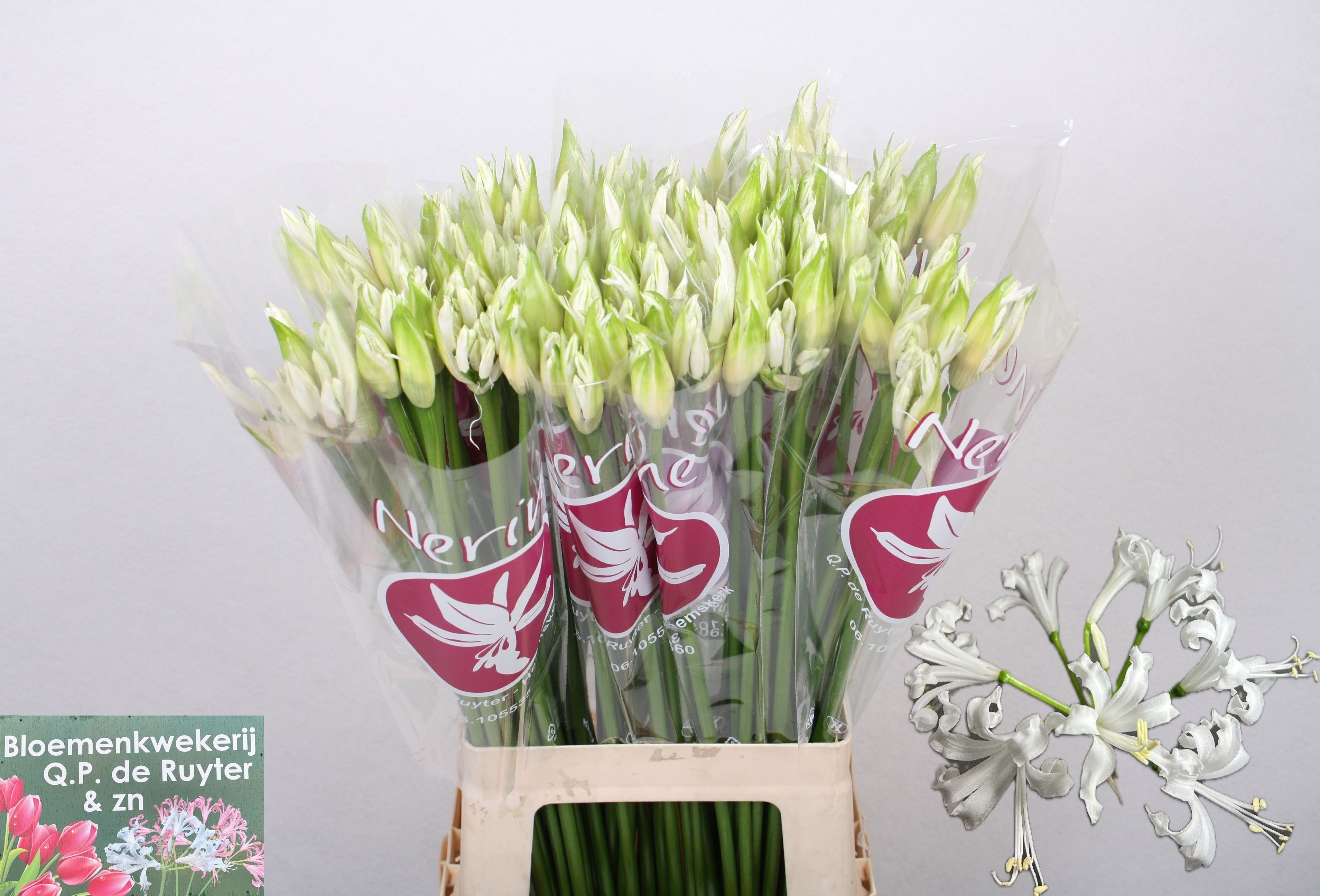 Nerine Bianca Perla 70cm