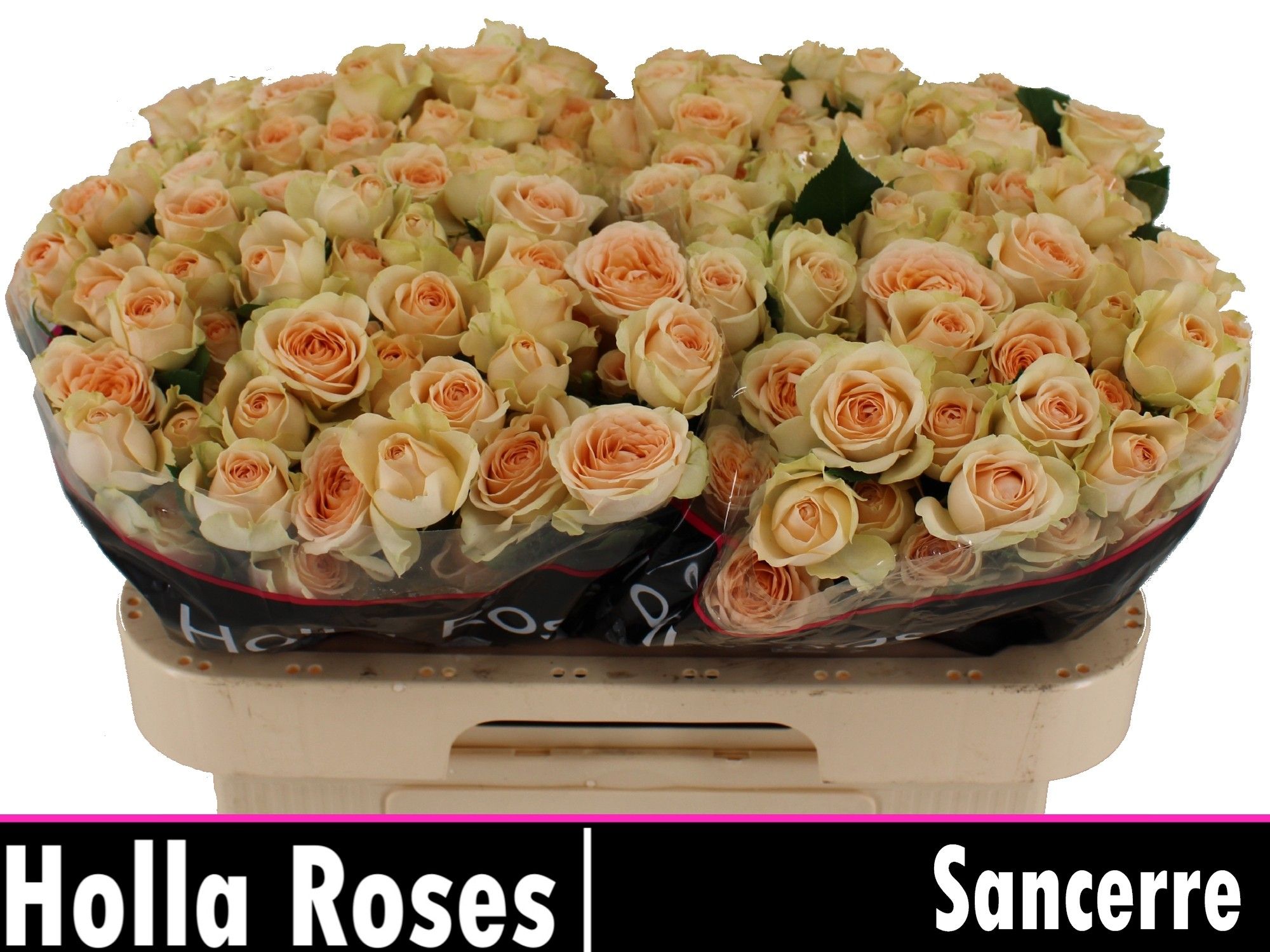 Rosa Spr Sancerre 60cm