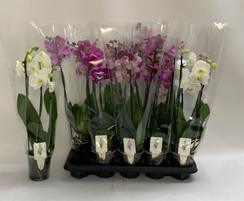 Phal Gem 12P 60H 3TAK 15bloem 23bloei