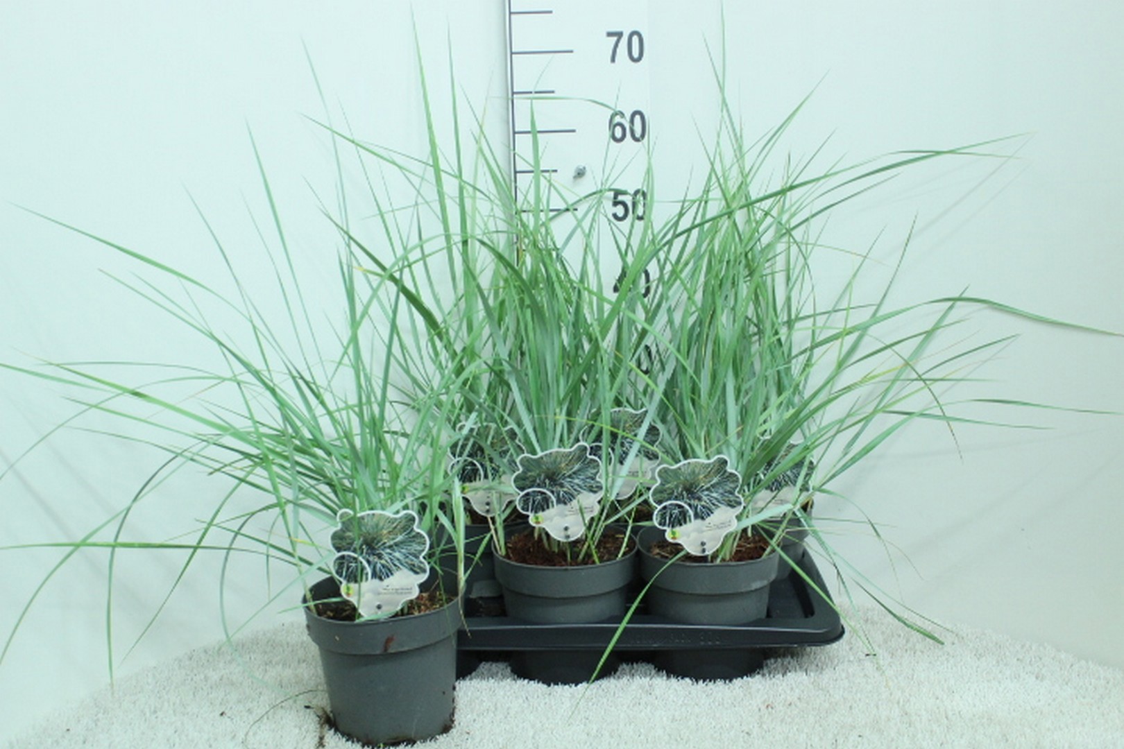 Leymus arnenarius 'Blue Dune'
