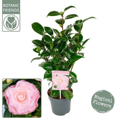 Camellia jap. 'Nuccio's Cameo' p15 Son