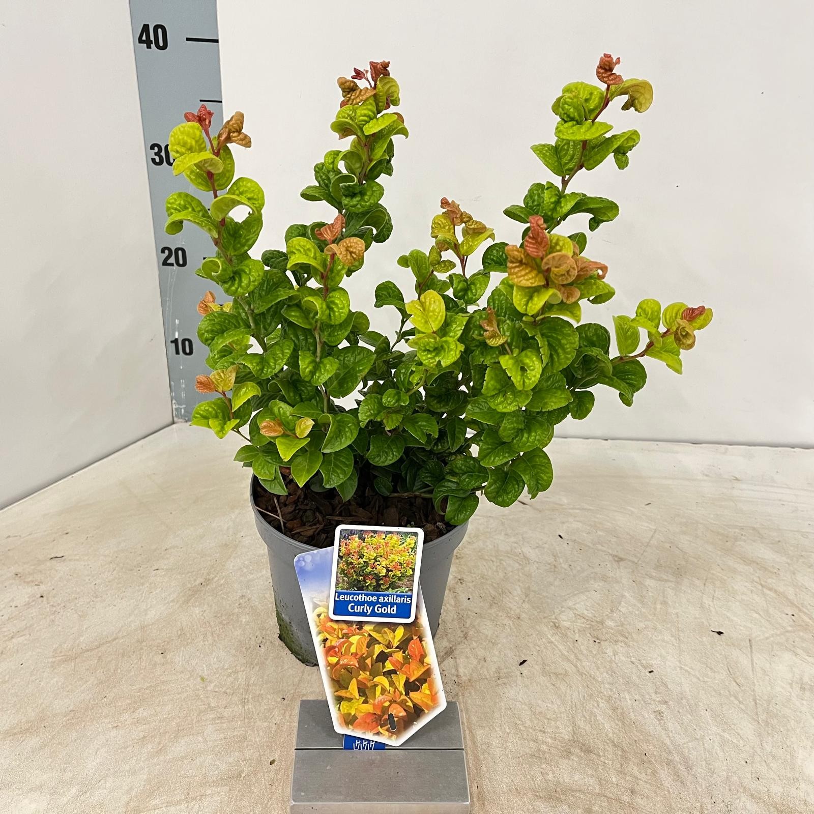 Picture of Leucothoe axillaris Curly Gold P17 (2 Ltr)