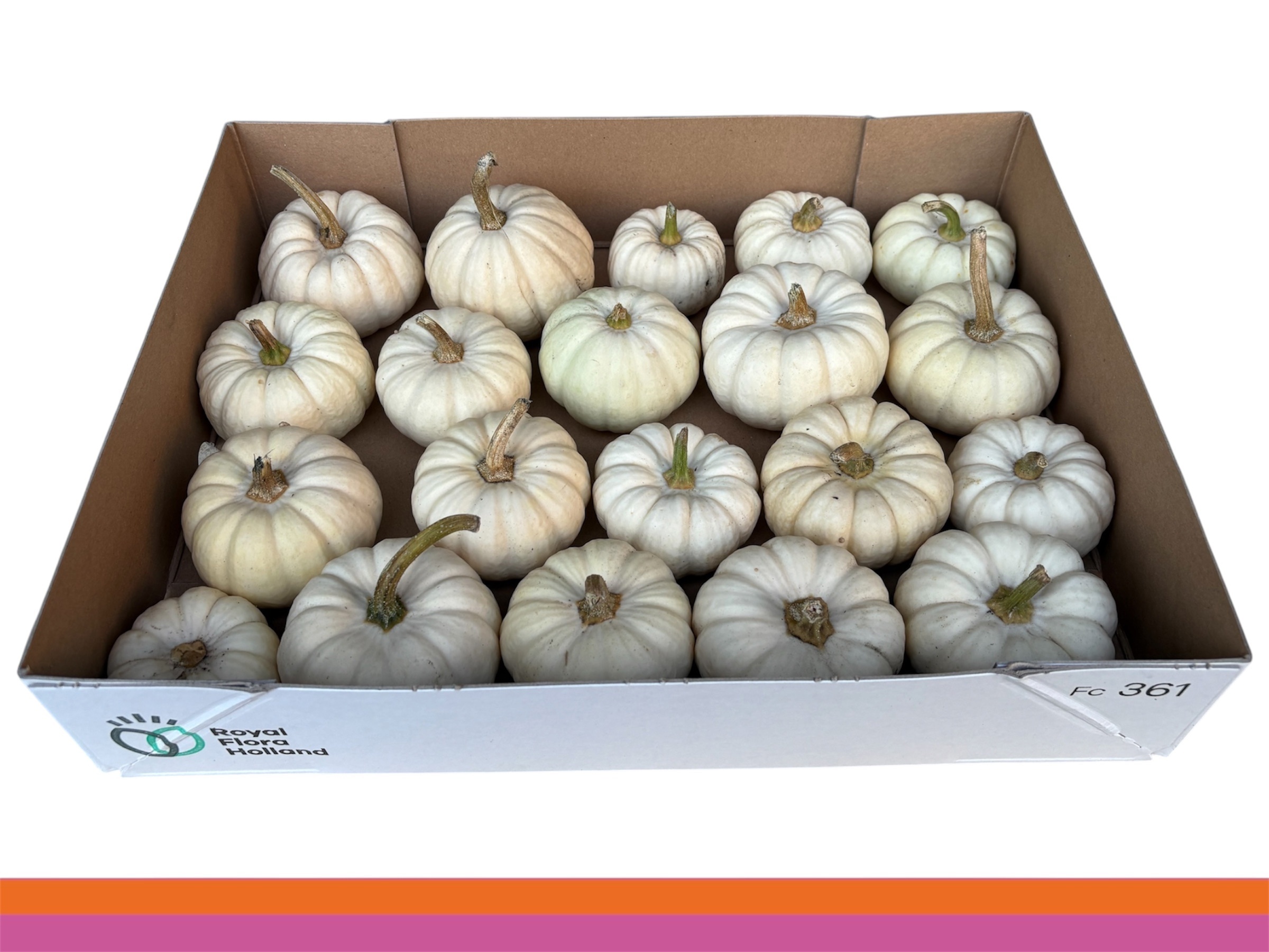 Cucurbita Baby Boo