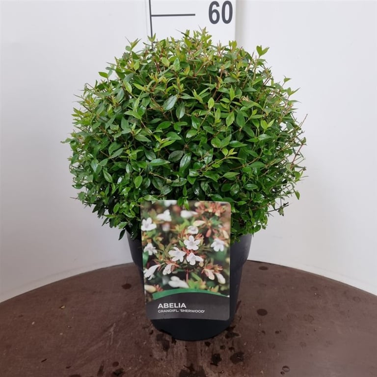 Picture of Abelia grandiflora P29 (10 Ltr) (LOOSE)