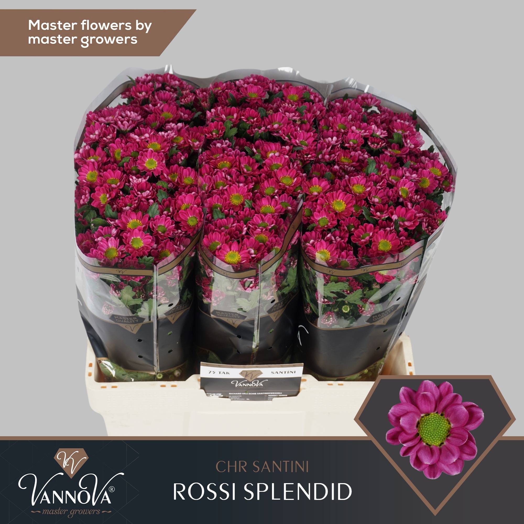 Chrys Santini Rossi Splendid 55cm 110Ø