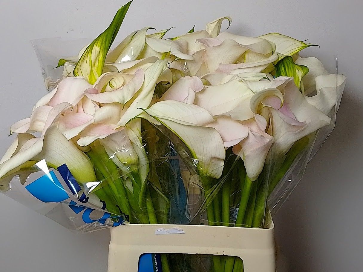 Calla Capt Ventura 60cm