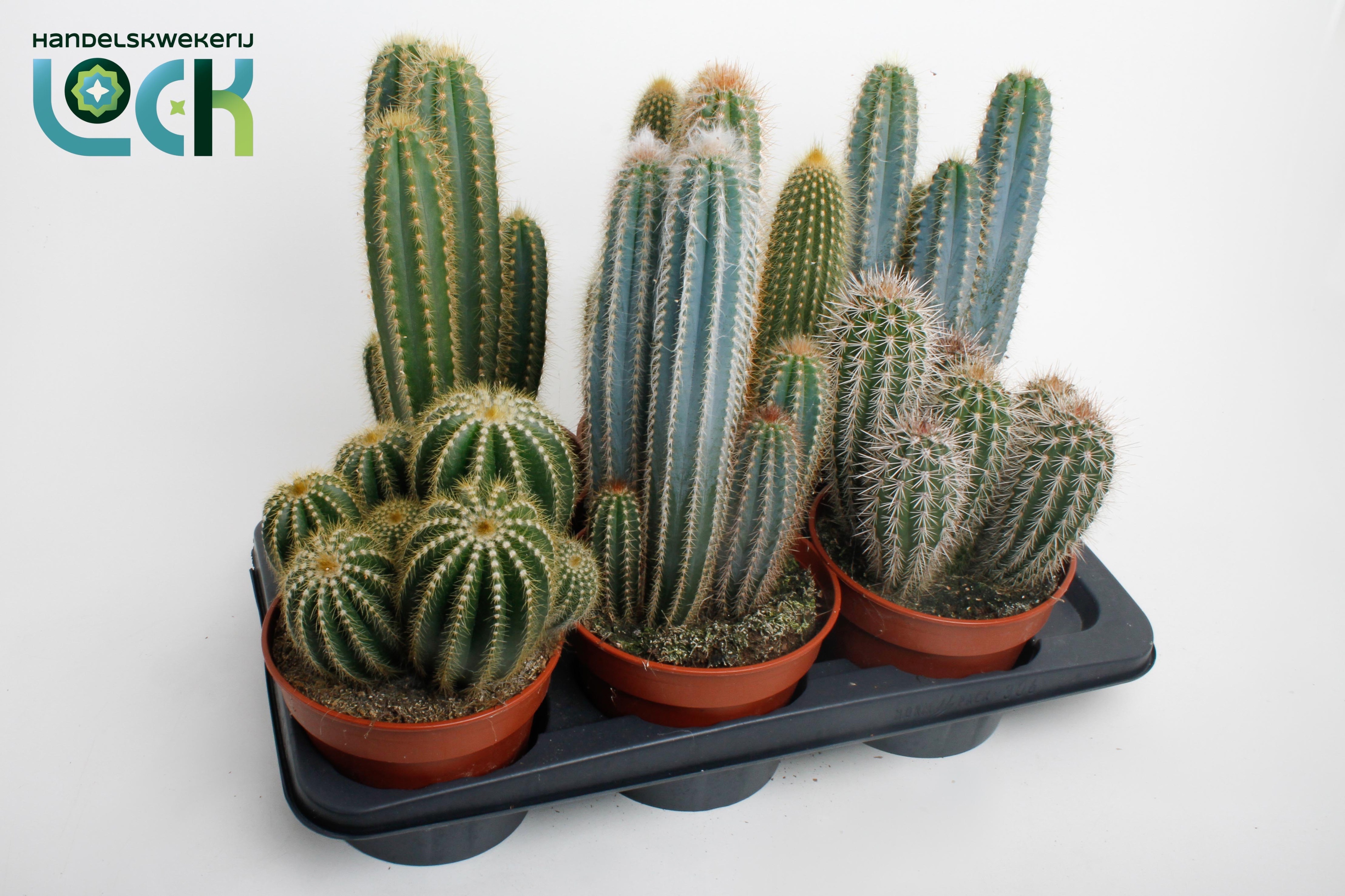 Cactus Gem 3 Srt 17Ø 25cm