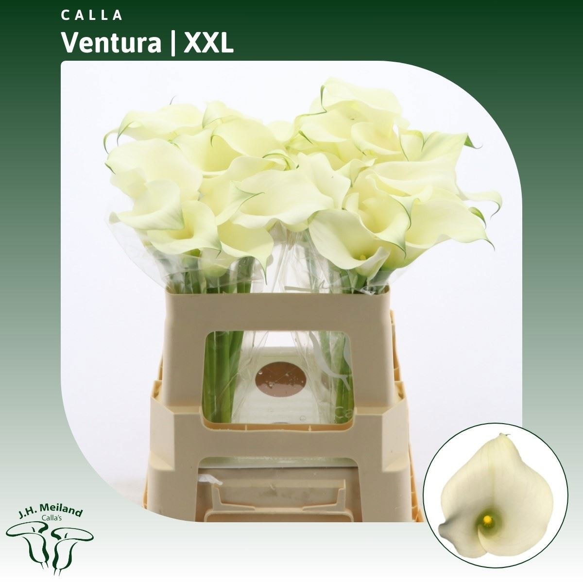 Calla Capt Ventura 55cm
