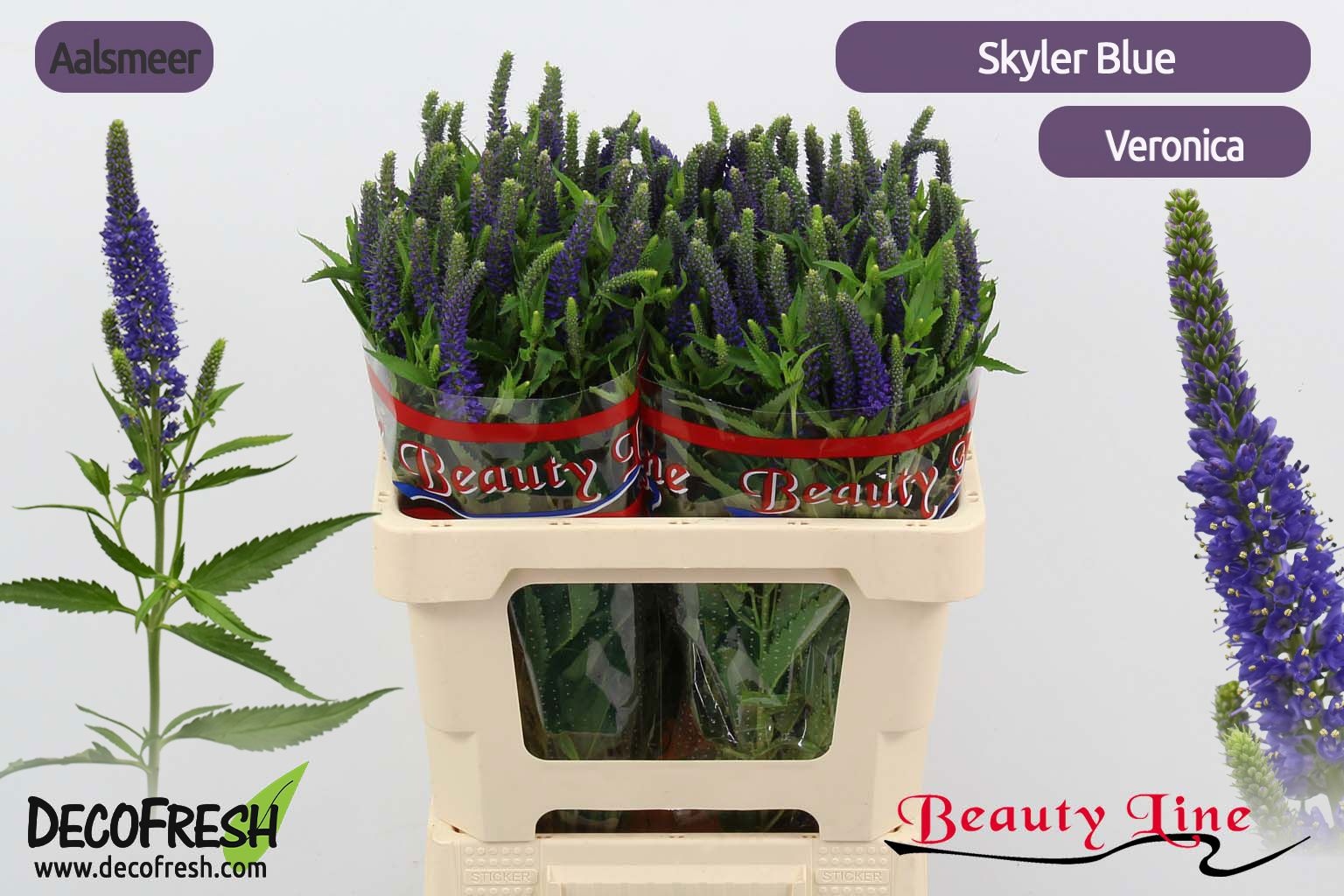 Veron L Skyler Blue