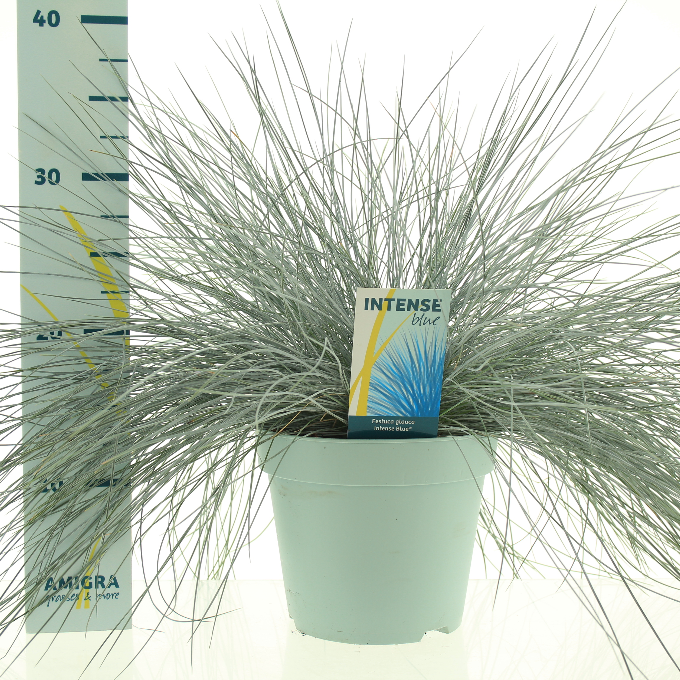 Picture of Festuca glauca Intense Blue®