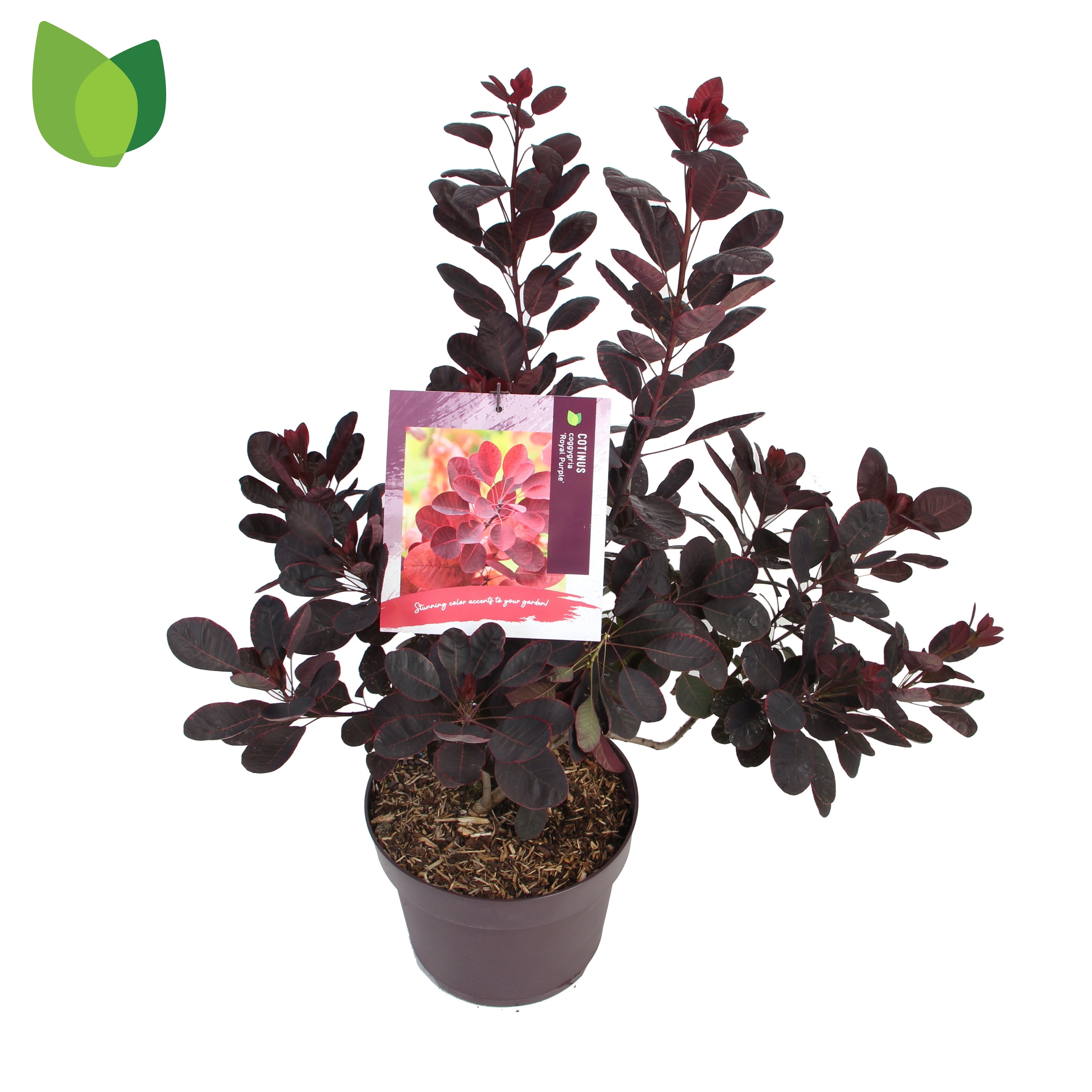 Picture of Cotinus cogg. Royal Purple P26 (7.5 Ltr) (LOOSE)