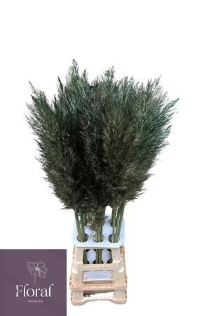 Cortaderia Selloana Dried 120cm