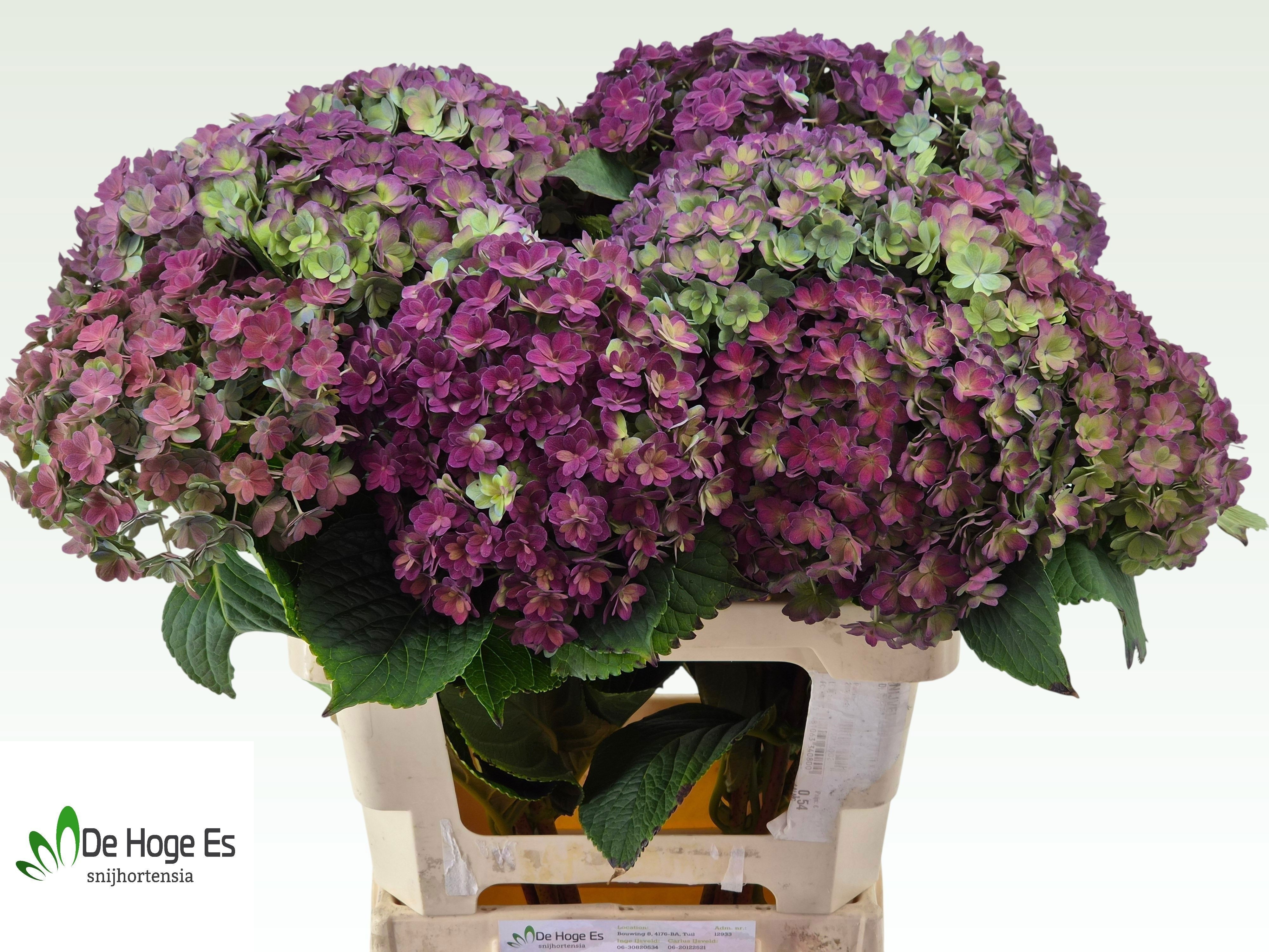 Hydrangea Beau Luxor Classic 60cm 20Ø
