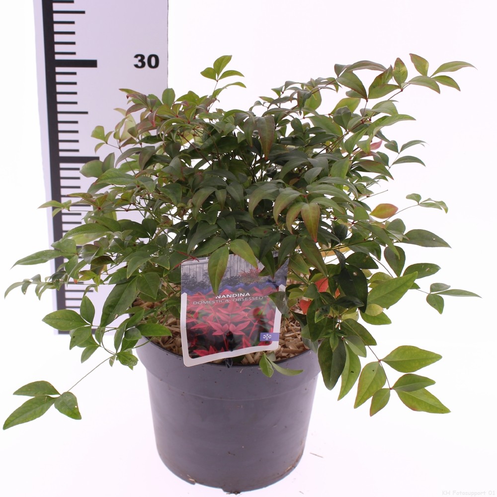 Picture of Nandina domestica 'Obsessed'