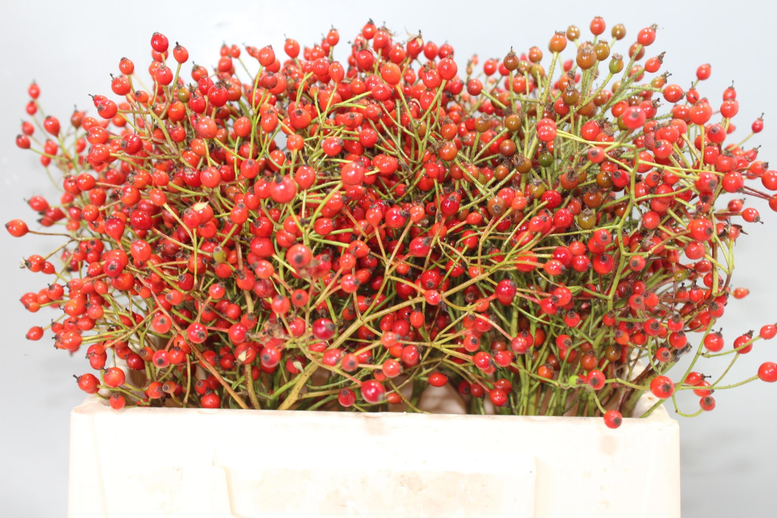 Rosa Prinsberry Red 35cm