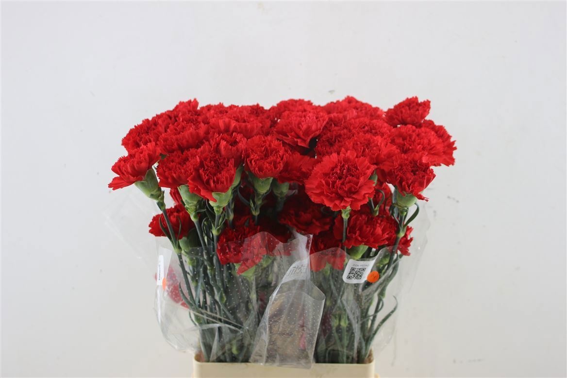 Dianthus St 70cm