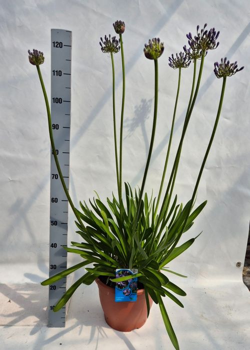 Agapanthus Polar ice p32 Weet