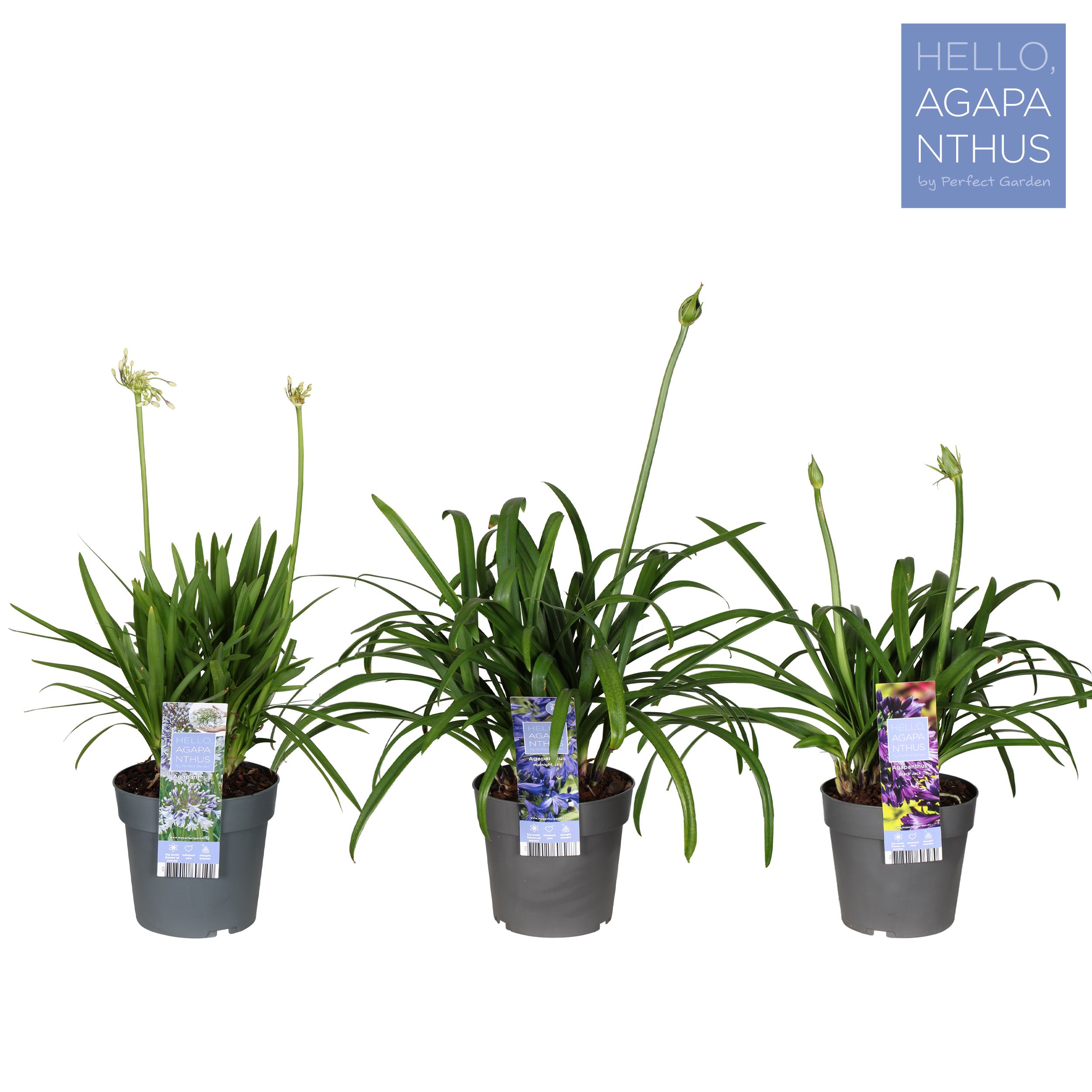 Picture of Agapanthus mix shelve P23