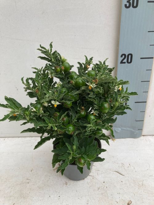 solanum thorino p9 Luc