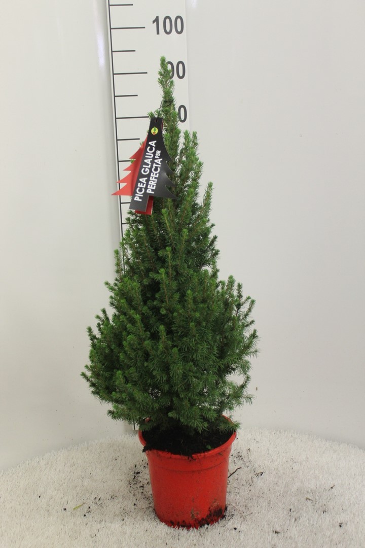 Picture of Picea glauca Perfecta P21 (4 Ltr) 80CM-INC-POT/POTGROWN/RED (LOOSE)