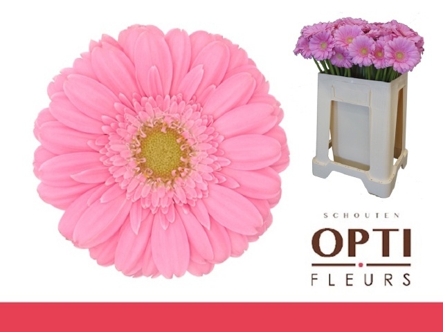 Gerbera Mini Kirstey